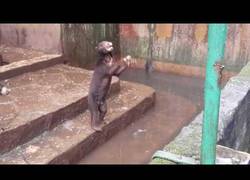 Enlace a Denunciable: Osos suplicando comida en un zoológico de Indonesia
