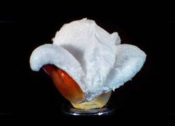 Enlace a La belleza al ver como se hace una palomita con todos sus detalles a 30.000 fps