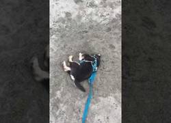 Enlace a Este perrito no es el mejor cavando, pero nunca se rinde