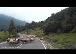 Enlace a Esta ovejita le propina una paliza a su pastora en plena carretera