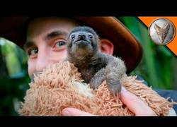 Enlace a Coyote Peterson conoce a un adorable oso perezoso que te robará el corazón