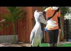 Enlace a Este picozapato es el ave más cercana que tenemos a la era de los dinosaurios