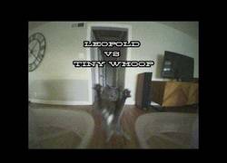 Enlace a Este gato es un auténtico cazador de drones