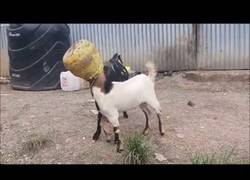 Enlace a Estas dos cabras terminaron quien sabe porqué con las cabezas metidas en un bidón