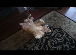 Enlace a El perro que imita a Lindsay Lohan a la perfección