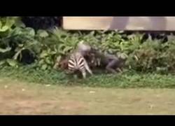 Enlace a La cebra que entró en locura y atacó a su cuidador en el Zoo de Guangzhou