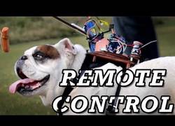 Enlace a Este ingeniero crea un control remoto para llevar a su perro donde quiera