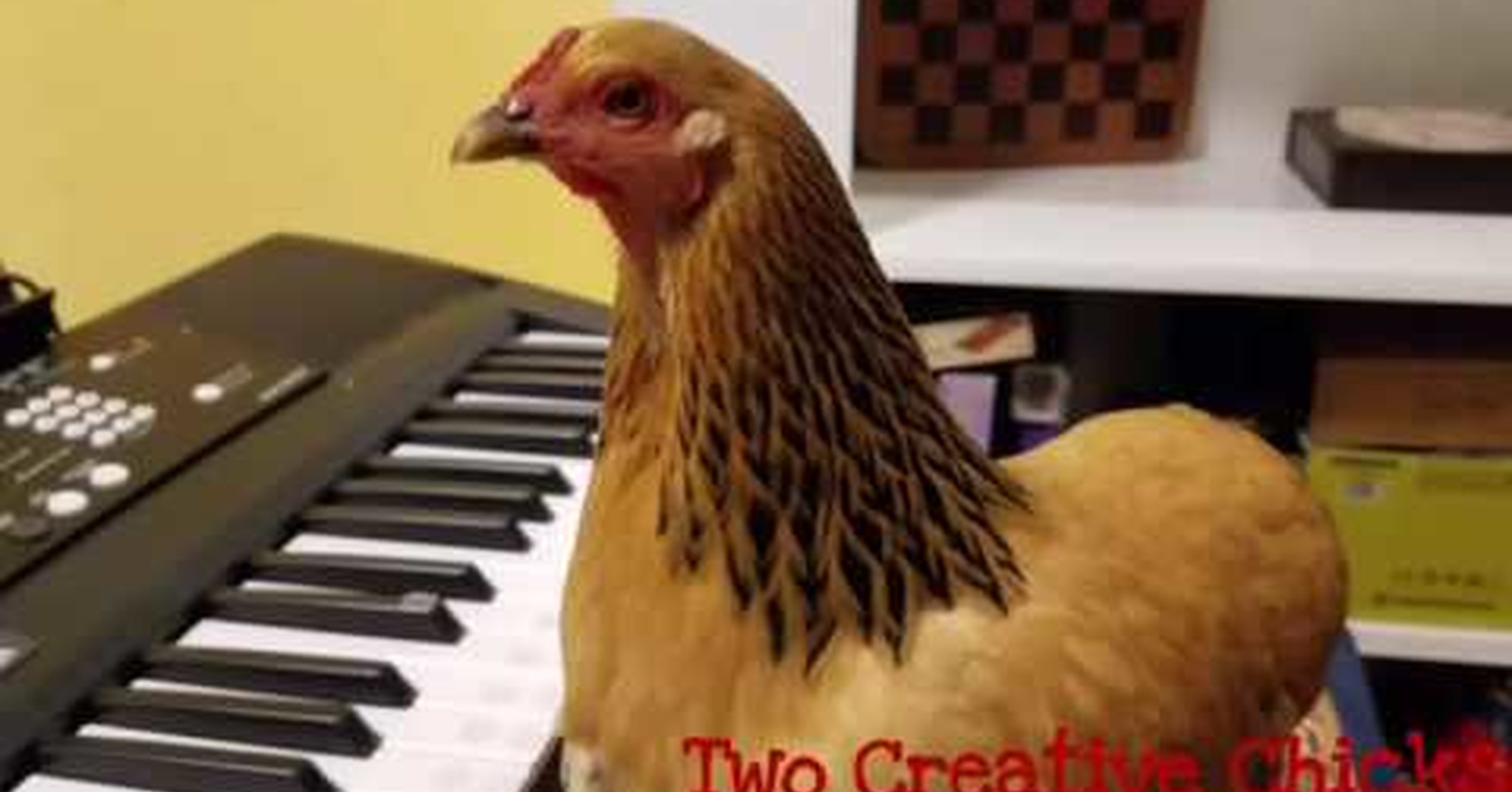 ¡No tengo tele! / El pollo más patriota del mundo tocando el himno con ...