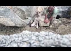 Enlace a El cazador que salvó a un bebé de dromedario atrapado en una enorme piedra