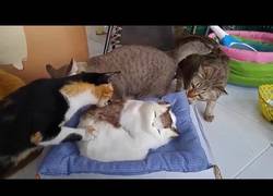 Enlace a Este gato solamente quería ser su mejor amigo :(