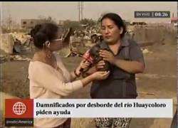 Enlace a La mujer desesperada con su cerdito que le tiene que dar leche propia