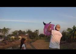 Enlace a Así es como Frank libera uno de los murciélagos más grandes del mundo