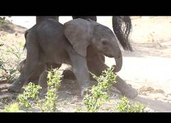 Enlace a Los primeros pasos siendo un elefante no son fáciles