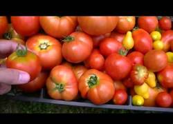 Enlace a El vídeo que los vegetarianos no quieren que veas