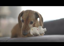 Enlace a La emoción de este perrito al reunirse con su juguete favorito después de 5 años