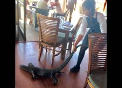 Enlace a Se le cuela un Dragón de Komodo y la camarera no duda en echarlo así del restaurante