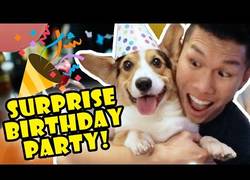 Enlace a Cumple 3 años y le preparan una fiesta perruna que no olvidará nunca