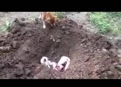 Enlace a Abstenerse sensibles: Un perrito entierra a su hermano en un hoyo tras ser atropellado