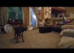 Enlace a La divertida forma de este pitbull de hacer reír: dando vueltas a lo loco por el salón