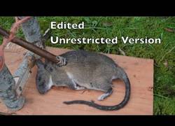 Enlace a Curiosa trampa española para ratas que se ha usado durante cientos de años