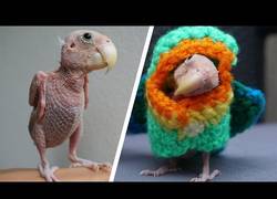 Enlace a Conoce a Rhea, la lora sin plumas que la peta en Internet