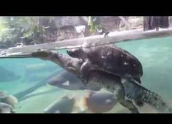 Enlace a Esta tortuga encontró su acompañante ideal en su aventura por el agua