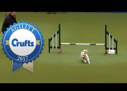 Enlace a Cuando estás en un torneo perruno pero te distraes demasiado fácil