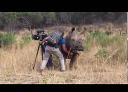 Enlace a El rinoceronte que se deja grabar para documentales a cambio de un poco de rascada