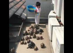 Enlace a La hora de la comida para una plaga de tortugas