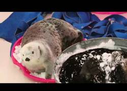 Enlace a Las nutrias se lo pasan en grande con la nieve en el Shedd Aquarium de Chicago