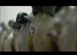 Enlace a Así extraen la sangre azul al cangrejo de herradura las farmacéuticas, después son devueltos al agua