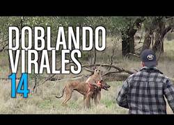 Enlace a Otra ración de virales doblados por Korah