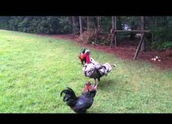 Enlace a Este pavo enorme apareció de repente para frenar una pelea entre gallos