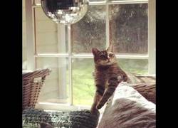 Enlace a Una bola de discoteca es la droga de los gatos para dejarlos alucinando