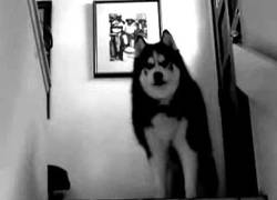 Enlace a Atención al nuevo 