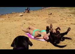 Enlace a No es fácil tomar el sol en la playa con un labrador