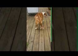 Enlace a El perro que deleita a sus dueños con el truco de magia de la cuerda