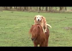 Enlace a El perro que amaba cabalgar sobre el pony