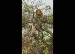 Enlace a El terrible error de este tigre al intentar cazar a este mono en un árbol