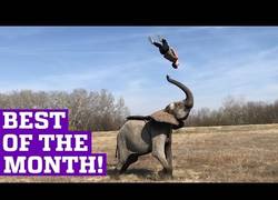 Enlace a Lo mejor del mes de gente haciendo cosas que no creías que se podían hacer