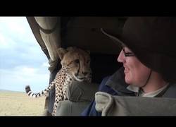 Enlace a Estar de safari y que un guepardo acabe dentro del coche