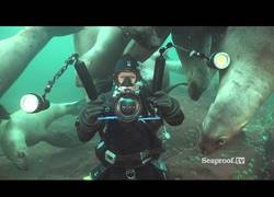 Enlace a La curiosidad de los leones marinos al recibir visita