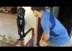 Enlace a El perro culpable que busca el perdón de su amo