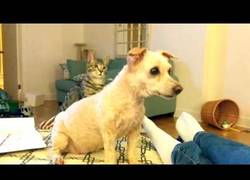 Enlace a Al gato que le explotó la cabeza al ver el nuevo corte de pelo del perro