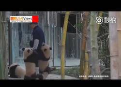 Enlace a Un grupo de pandas acosa sin control a su cuidador mientras hace sus tareas