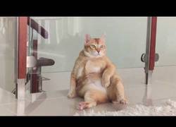 Enlace a Porque descansar como un gatito es demasiado mainstream