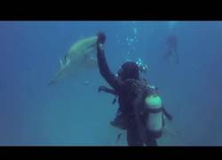 Enlace a Las sorprendentes imágenes de un tiburón herido pidiendo ayuda a un buceador