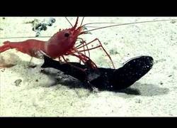 Enlace a TREMENDO: Esta gamba mata a un pez y encuentra dentro del cuerpo una sorpresa