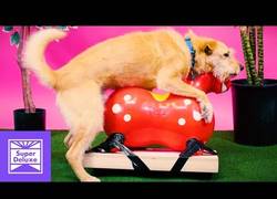 Enlace a 10 formas diferentes de hacer el perrito para sorprender a tu pareja