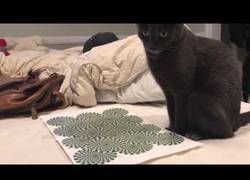 Enlace a La curiosa reacción de este gato al ver una ilusión óptica en un papel